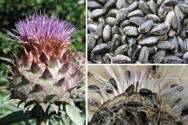 Es una planta perenne y vivaz con raíz tuberosa. Los Cardos De Huerta Y Las Pencas Revista Metode