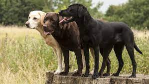 Silver dollar's silver labrador puppies are sold on akc limited registration for $1,250.00. 8 Surprising Facts About Labrador Retrievers
