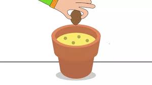 Shade is required for the first two to three years. How To Grow Nutmeg With Pictures Wikihow