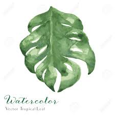 Set of 15 watercolor tropical leaves illustrations. Watercolor Tropical Monstera Leaf Vector Watercolor Tropical Leaf Illustration Royalty Free Cliparts Vectors And Stock Illustration Image 77481398