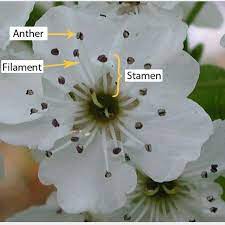Pin On Cherry Blossoms