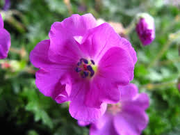 Image result for Geranium sanguineum Max Frei