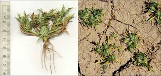 Image result for Dyschoriste radicans