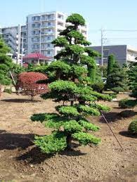 Niwaki Et Niwashi Le Blog De Niwaki Et Niwashi Com Japanese Garden Japanese Tree Garden Trees