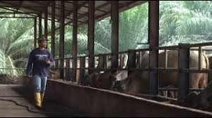 Ada 100 ekor sapi lebih. Ikon Agro Ternak Lembu Dan Tanam Padi Boleh Kaya Youtube