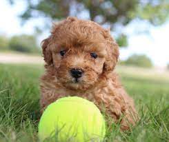 Parr Puppy Miniature Poodles For Sale In Shipshewana Indiana Miniature Poodle Puppy Poodle Puppy Mini Puppies