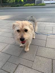 Hallo, wer vermisst sein Hund, Greta ein kleiner grauer, siehe Bilder.