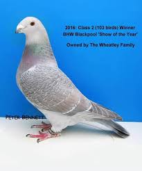 Pin De Mrmaykol79 Em Palomas Mensajeras Racas De Pombos Pombo Pomba