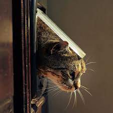 If your cat likes to chew cables, she should be distracted with a more acceptable alternative such as a treat or a cat toy. How To Dissuade Your Cat From Scratching Cat S Best