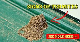 Termites in my kitchen sink. Termites Info Termites In Kitchen Sink