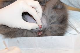 Feline urinary blockage affects male cats more often than females and must be treated as an emergency. Urinary Catheter Placement For Feline Urethral Obstruction Clinician S Brief