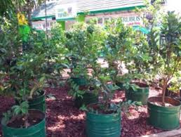 Jual bibit bunga marigold di malang. Kebun Bibit Jual Bibit Tanaman Hias Buah Dll Ini Alamat Lengkapnya