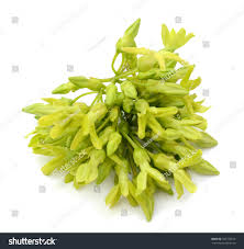 Image result for Telosma