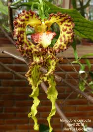 Image result for Monodora