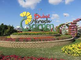 Maybe you would like to learn more about one of these? Miracle Garden Dubai Dubai Miracle Garden Flower Diary Store