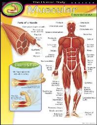 Human Body Muscular System Learning Chart