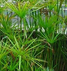 Image result for Cyperus maculatus