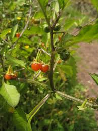 Image result for Solanum villosum