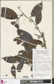 Image result for Magnistipula