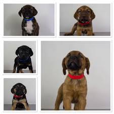 Your adopted kitten has been spayed or neutered. Update Mama Spaghetti S Greenville Humane Society Facebook