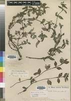 Image result for Spermacoce princeae