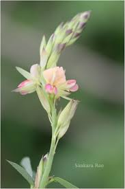 Image result for Alysicarpus glumaceus