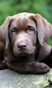 Labrador Puppy Labrador Yellow Dog Photos Dog Picture Funny Dog Photos Pet Pictu Labrador Retriever Facts Labrador Retriever Puppies Labrador Retriever