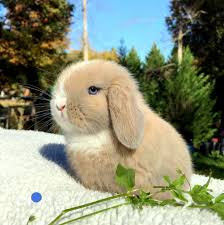 Holland Lop, A La Mode's Marked, Vienna, Blue Tort Buck