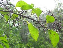 Image result for Pisonia aculeata
