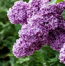 Top reasons to grow bloomerang dark purple lilac they are lovely, healthy plants, but without the blooms they are just another big green bush in a bed i designed for them to provide a beautiful fragrant backdrop. Lilac Bushes How To Grow Care For Lilac Flowers Garden Design