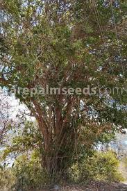 Image result for Lecaniodiscus