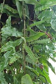 Image result for Oleandra distenta