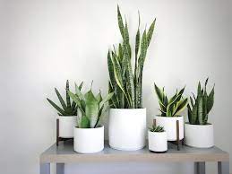 Black gold snake plant sansevieria trifasciata 'black gold' Our Favorite Varieties Of Snake Plants Plant Care Tips And More La Residence
