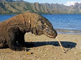 Maybe you would like to learn more about one of these? 31 Gambar Sketsa Hewan Komodo