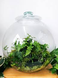 Large Custom Globe Forest Woodland Terrarium Planted With Ficus Pumila Ficus Pumila Quercifolia Dryopteris Remo Ficus Pumila Succulent Terrarium Terrarium
