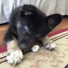 Gerberian shepsky puppies will inherit a mix of character and personality traits from both parents. Stella At 10 Weeks Gerberian Shepsky Staffy Dog Mixed Breed Dogs Cute Dogs