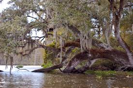 bayou corne sinkhole wikipedia