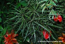 Image result for Plerandra