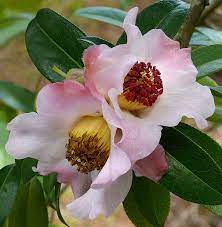 Camellia Pitardii Var Yunnanica 3 Camellia Flowers Plants
