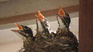 Pictures of baby robins at different ages. Baby Robins Feeding To First Flight Leaving Nest Hd Youtube