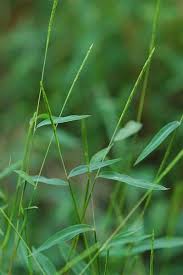 Image result for Microstegium