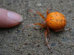 Orange and black spider georgia. What Is That Big Orange Spider The Infinite Spider