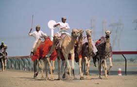 Camels have always been impactful to the uae's traditions and practices. Bildagentur Mauritius Images Vereinigte Arabische Emirate Dubai Camel Race Track Kamelrennen Vae Uae Sportveranstaltung Rennen Wettrennen Kamele Reiter Kamelreiter Wettkampf Tradition Brauchtum Freizeit Sport Hobby Aussen