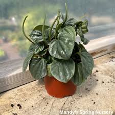 Image result for Peperomia molleri