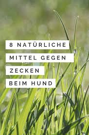 8 Naturliche Mittel Gegen Zecken Warum Und Wie Sie Wirken In 2020 Zecken Mittel Gegen Zecken Hunde