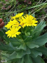 Image result for Euryops subcarnosus