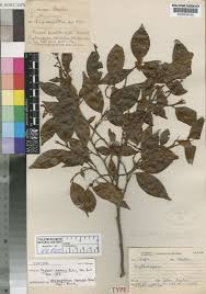 Image result for Nectaropetalum