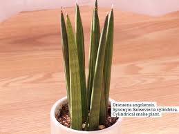 Image result for Sansevieria cylindrica