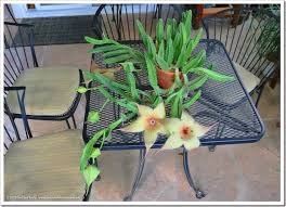 Image result for Stapelia gigantea