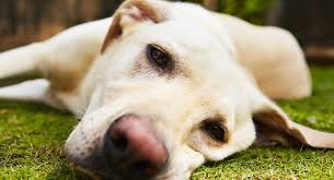 Carprofen For Dogs What It Is How It Works Dosage And
